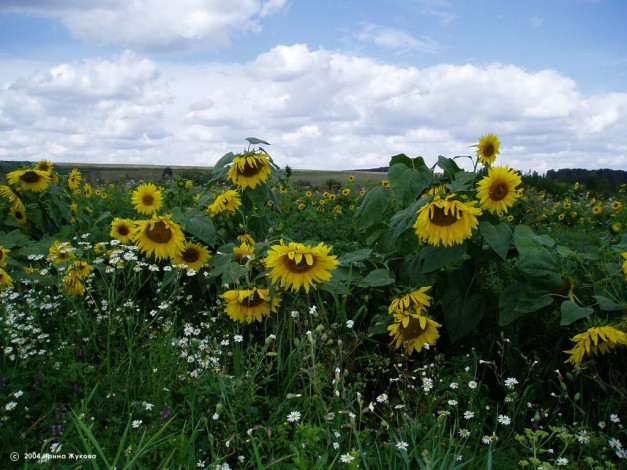 Обои картинки фото цветы, подсолнухи