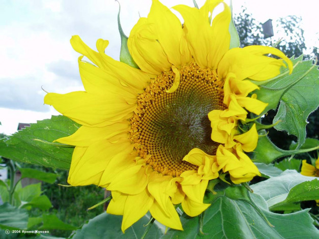 Обои картинки фото цветы, подсолнухи