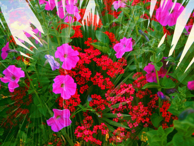 Обои картинки фото цветы, разные, вместе