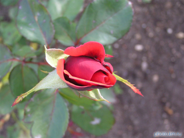 Обои картинки фото цветы, розы