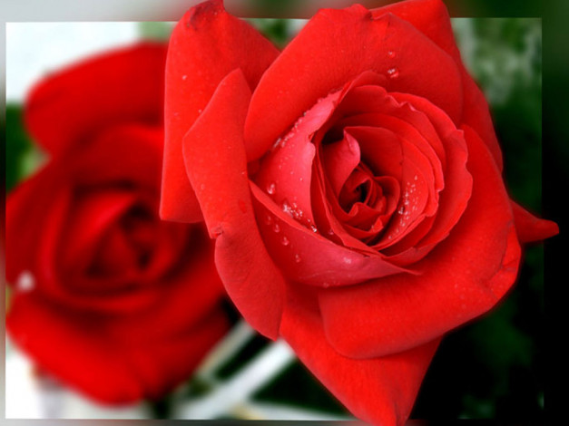 Обои картинки фото цветы, розы