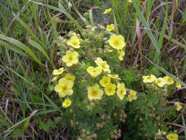 Обои картинки фото kvety, цветы