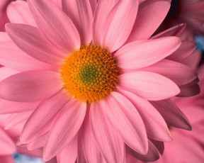 обоя цветы, хризантемы