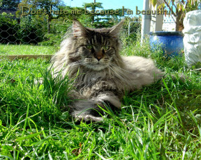 Картинка животные коты