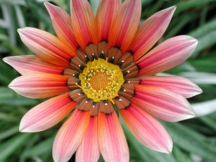 обоя цветы, газания