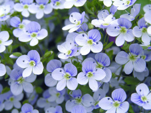 Картинка цветы немофилы вероники