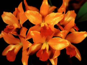 Картинка цветы орхидеи