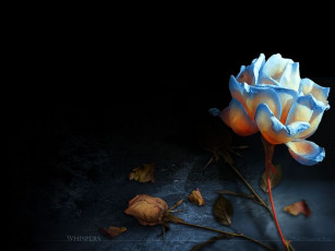 Картинка цветы розы