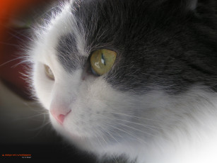 Картинка животные коты