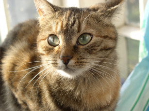 Картинка животные коты