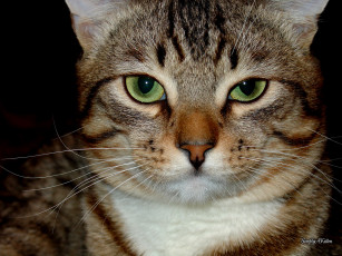 Картинка животные коты