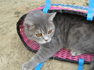 Картинка животные коты