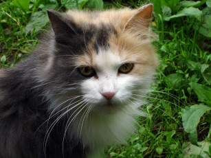 Картинка животные коты