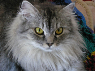 Картинка животные коты