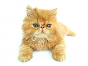 Картинка животные коты