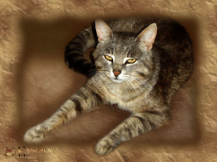 Картинка животные коты