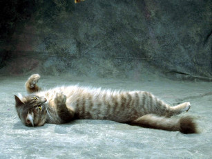 Картинка животные коты