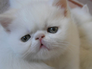 Картинка животные коты