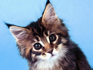 Картинка животные коты