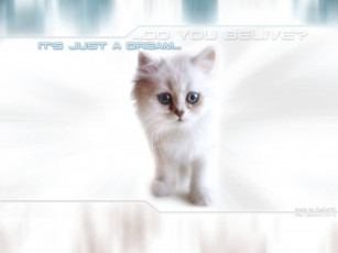 Картинка животные коты