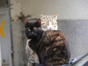 Картинка животные коты