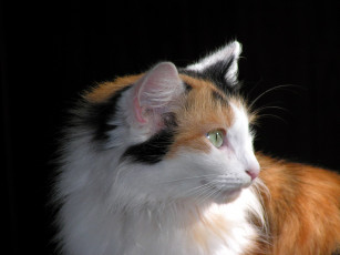 Картинка животные коты