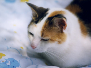 Картинка животные коты