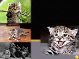 Картинка животные коты