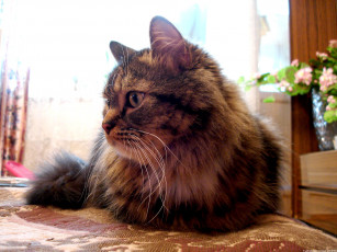 Картинка животные коты