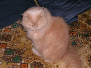 Картинка животные коты