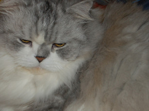 Картинка животные коты