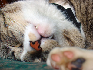 Картинка животные коты