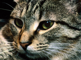 Картинка животные коты