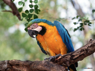 Картинка животные попугаи