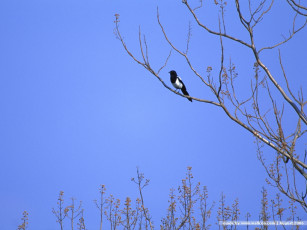 обоя животные, птицы