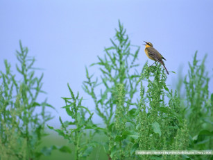 Картинка животные птицы