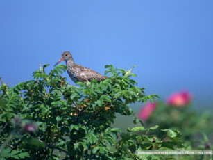 Картинка животные птицы