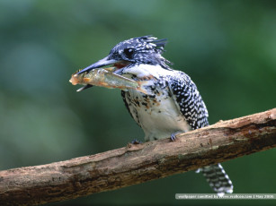 Картинка животные зимородки