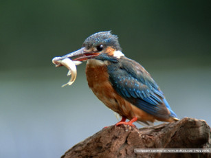 Картинка животные зимородки