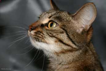 Картинка животные коты