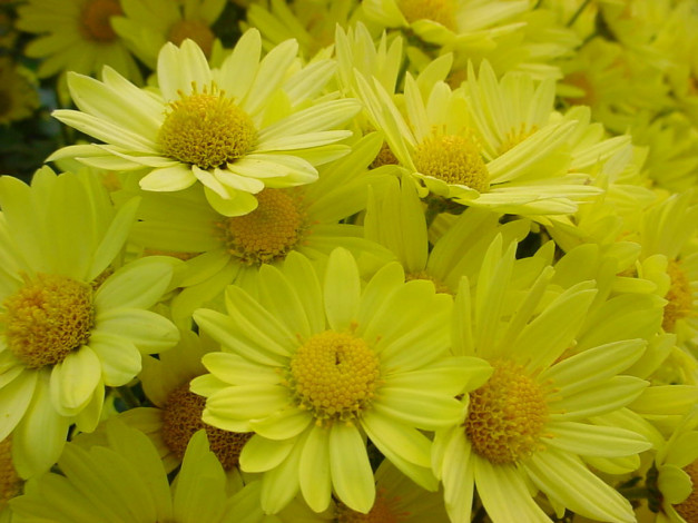 Обои картинки фото цветы, хризантемы