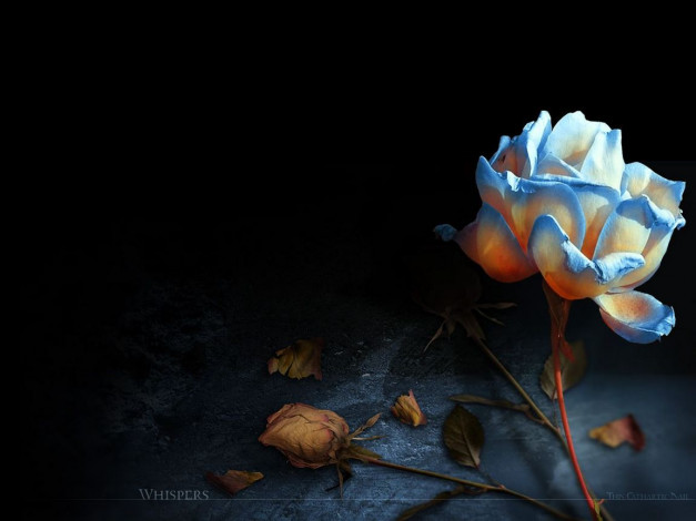 Обои картинки фото цветы, розы