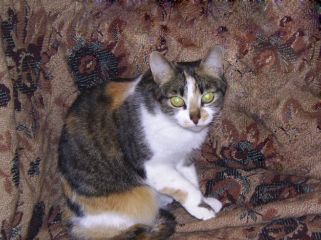 Обои картинки фото животные, коты