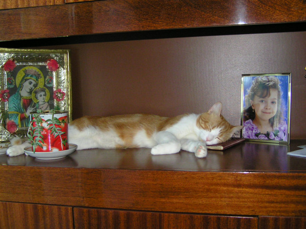 Обои картинки фото животные, коты