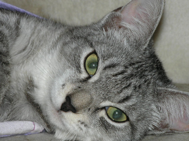 Обои картинки фото животные, коты