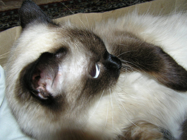 Обои картинки фото животные, коты