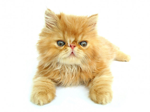 Обои картинки фото животные, коты