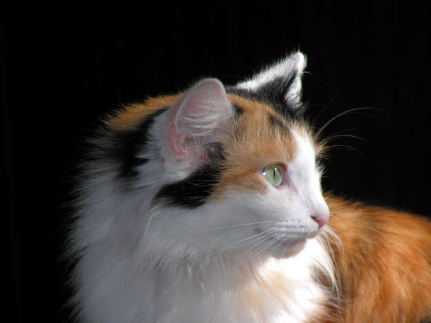 Обои картинки фото животные, коты