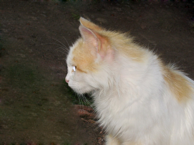 Обои картинки фото животные, коты