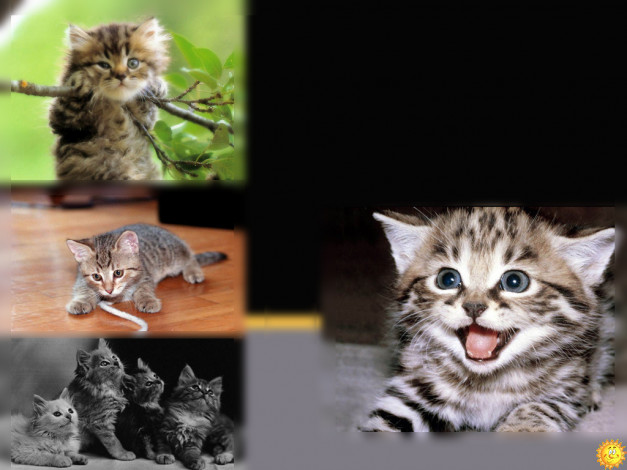 Обои картинки фото животные, коты